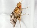 Trypetoptera punctulata